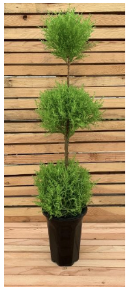 Lemon Cypress 3x Ball Topiary | Pot Size: 6 inches, Height: 28 inches